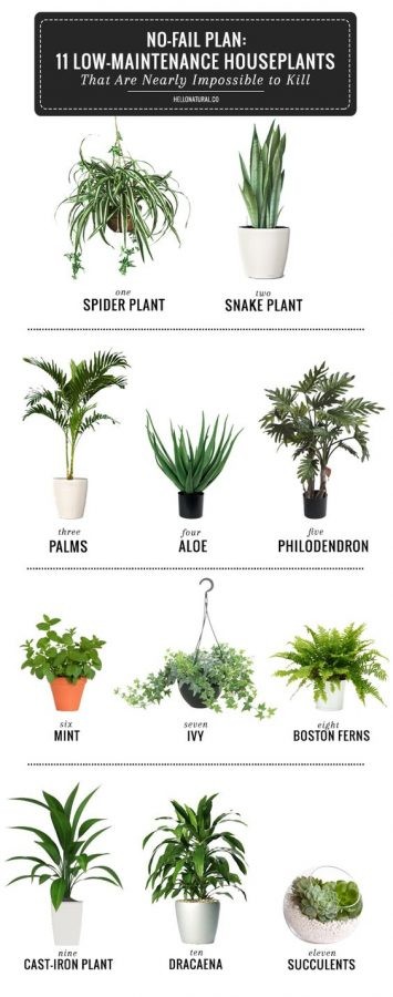 Invigorate Empty Spaces with Lush Plants