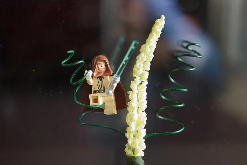 Tiny little Obi-Wan boutonniere!