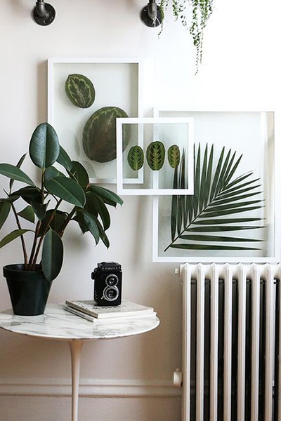 Framed Plants